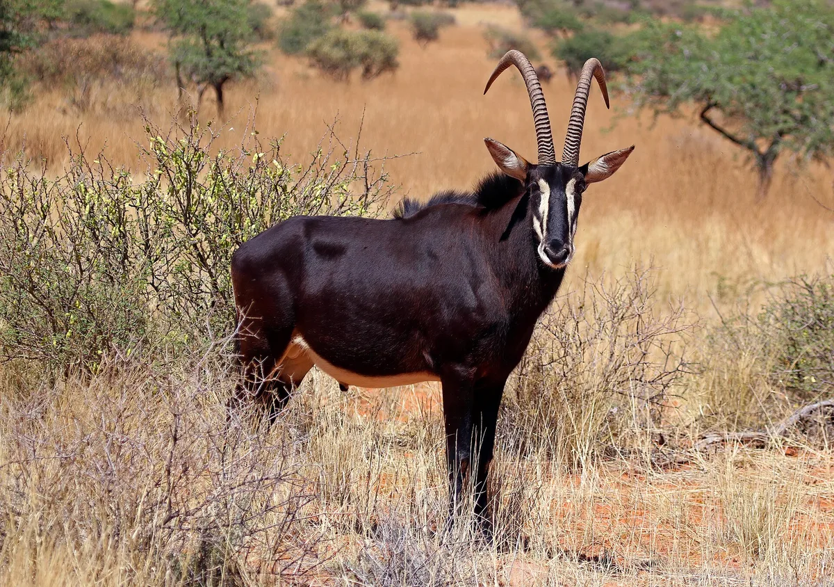 Photograph of Sable Antelope