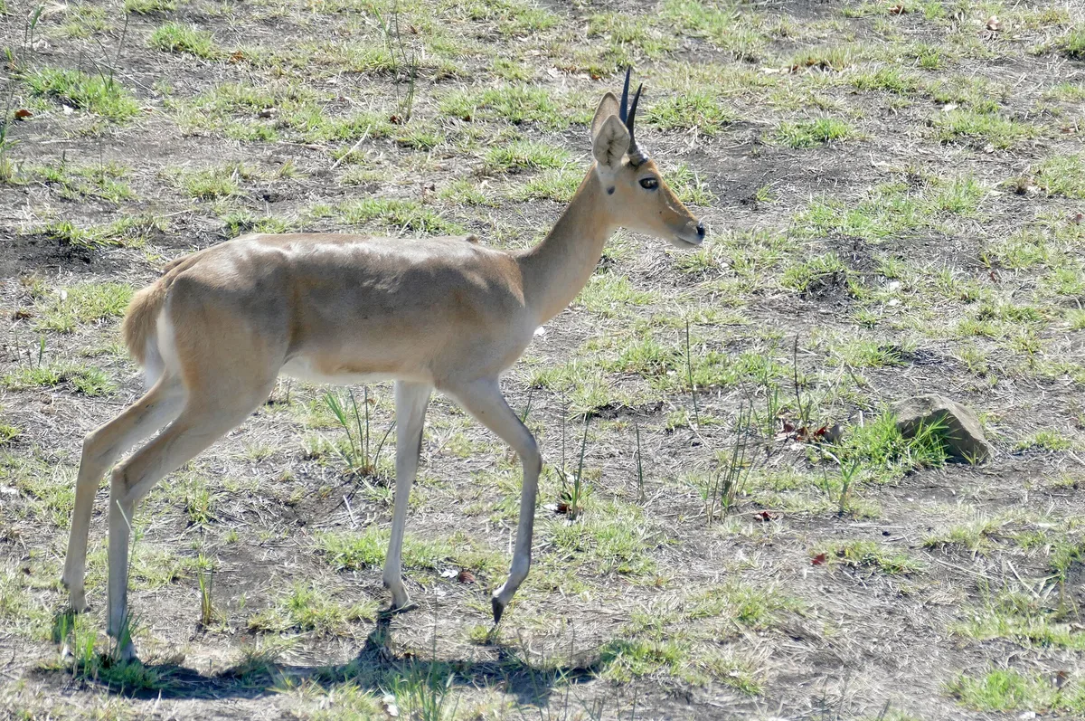 Photograph of Reedbuck, Common