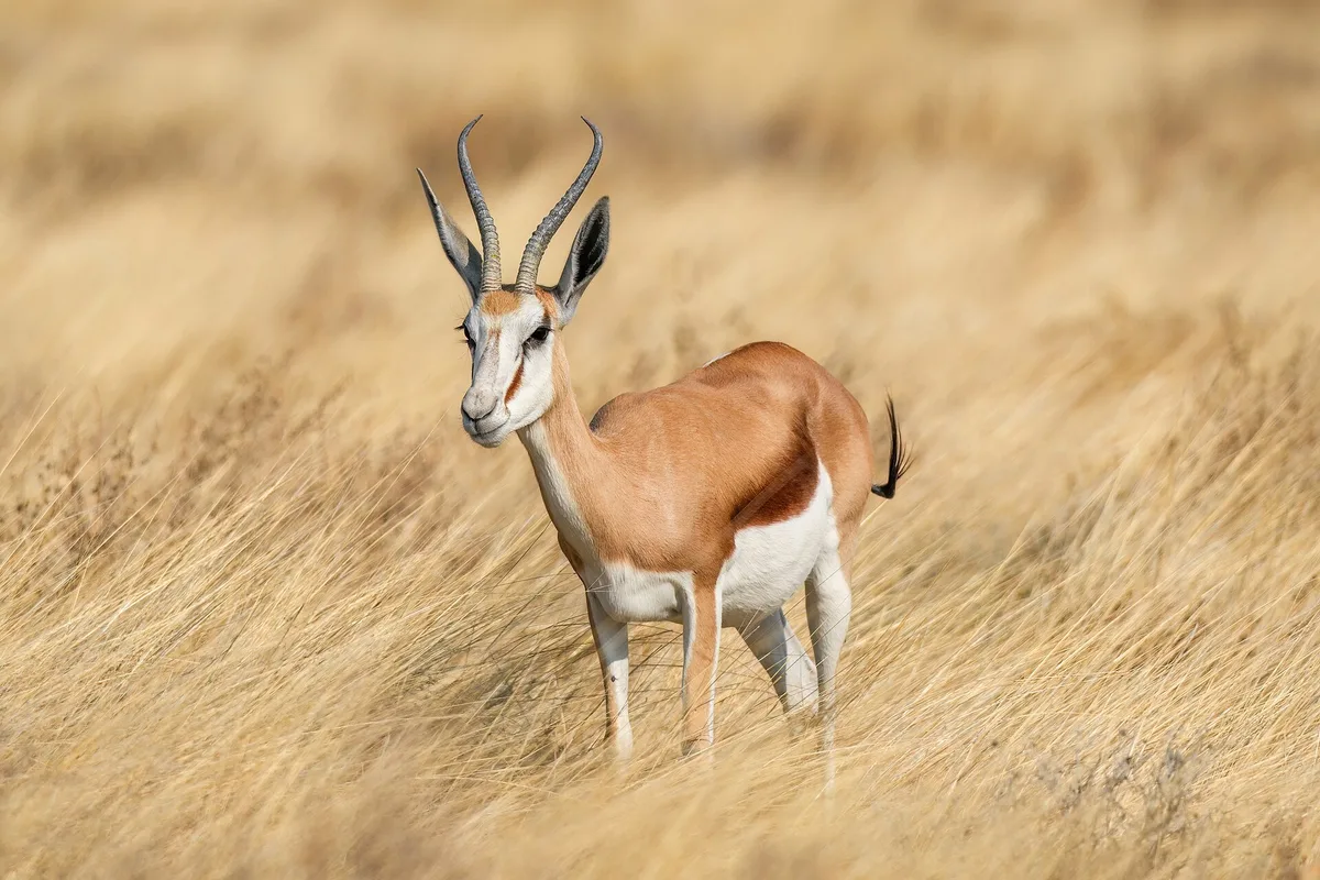 Photograph of Springbuck, Common