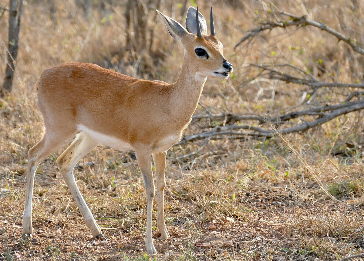 Photograph of Steenbuck
