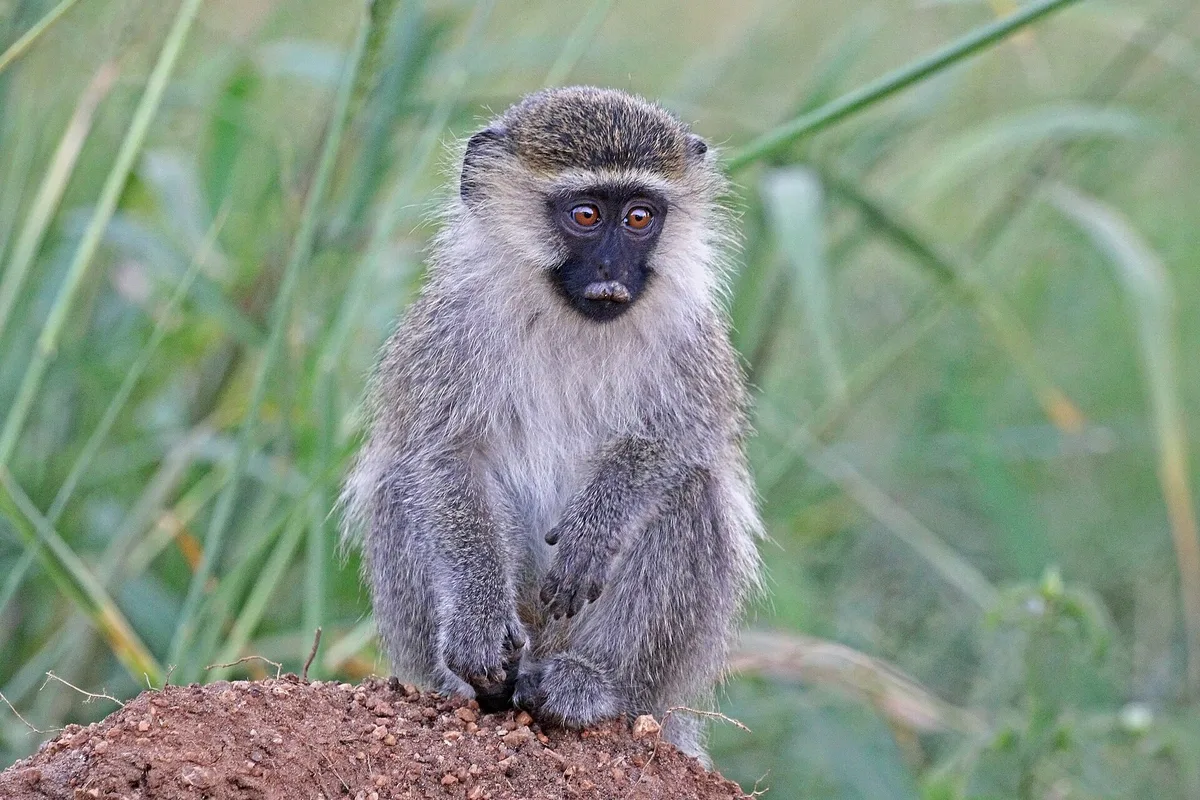 Photograph of Vervet Monkey