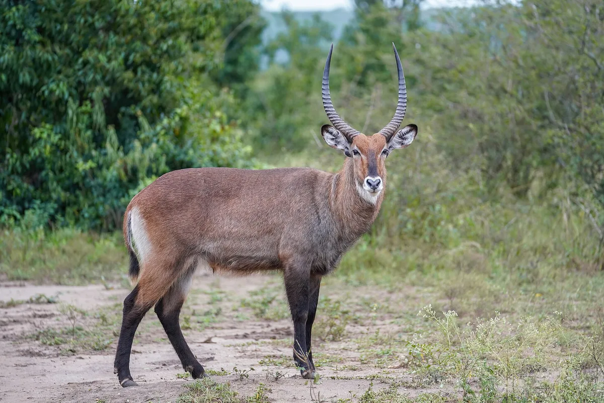 Photograph of Waterbuck